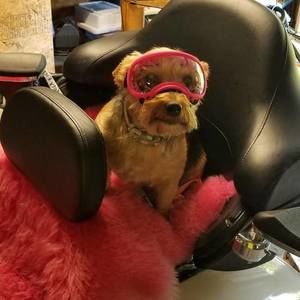 Meet your Posher, Cherie